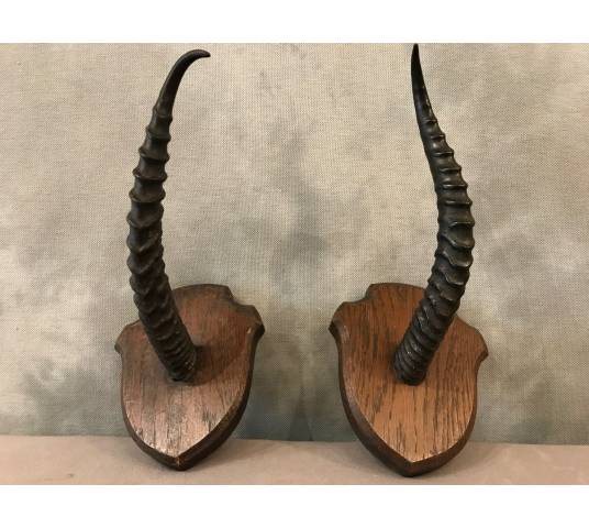 Pair of turf horns on wooden support around 1900