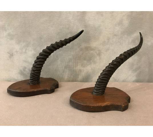 Pair of turf horns on wooden support around 1900