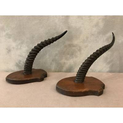 Pair of turf horns on wooden support around 1900